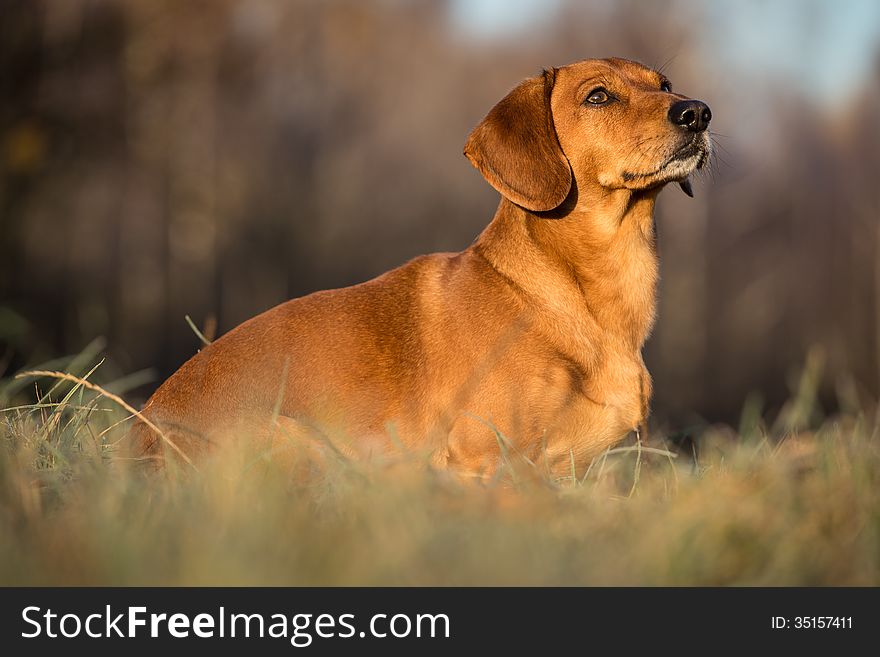 Smooth Dachshund is a small dog