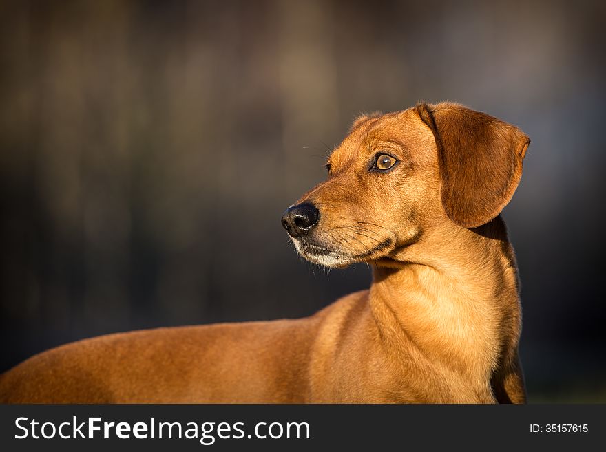 Smooth Dachshund is a small dog