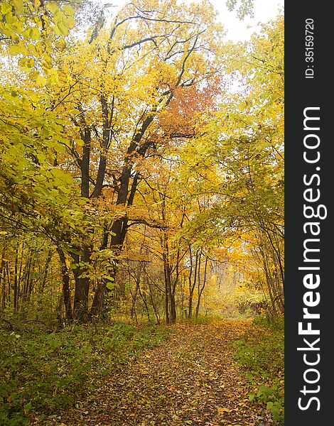 Autumn deciduous wood with road. Autumn deciduous wood with road