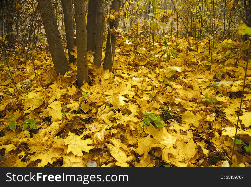 Set of the fallen down leaves yellow under a tree. Set of the fallen down leaves yellow under a tree.