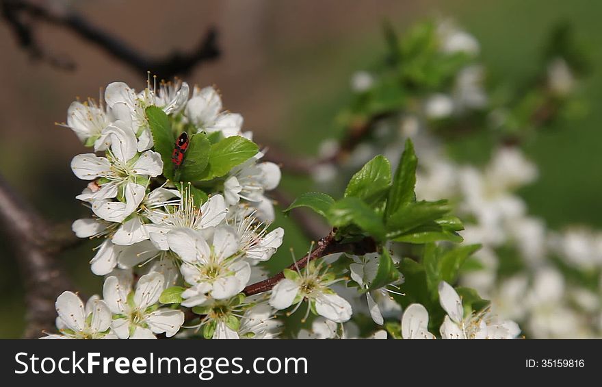 Plum flowers with red bug