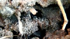 The Ants Royalty Free Stock Photography