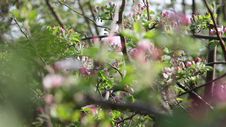 Plum Flowers Royalty Free Stock Photos Plum Flowers Royalty Free Stock Photos