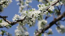 Plum Tree Spring Royalty Free Stock Photography Plum Tree Spring Royalty Free Stock Photography