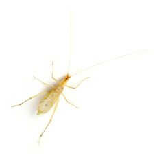 Tree Cricket Stock Image Tree Cricket Stock Image