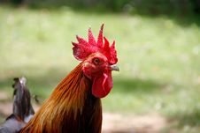 Red Crest Of Rooster Head Stock Images Red Crest Of Rooster Head Stock Images