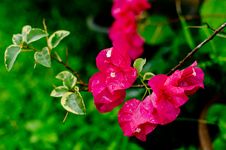 Pink Bougainvillea Stock Images
