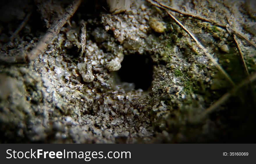 Ants move from the nest. Ants move from the nest