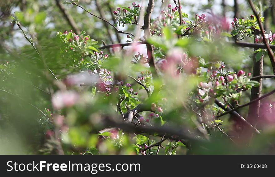 Plum flowers with red bug