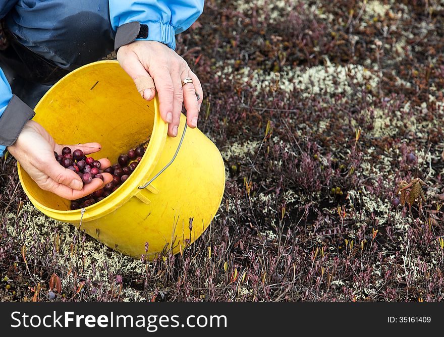 Hand picking wild cranberries in Prince Edward Island. Hand picking wild cranberries in Prince Edward Island