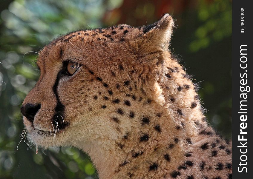 Close up profile face portrait of wild cheetah