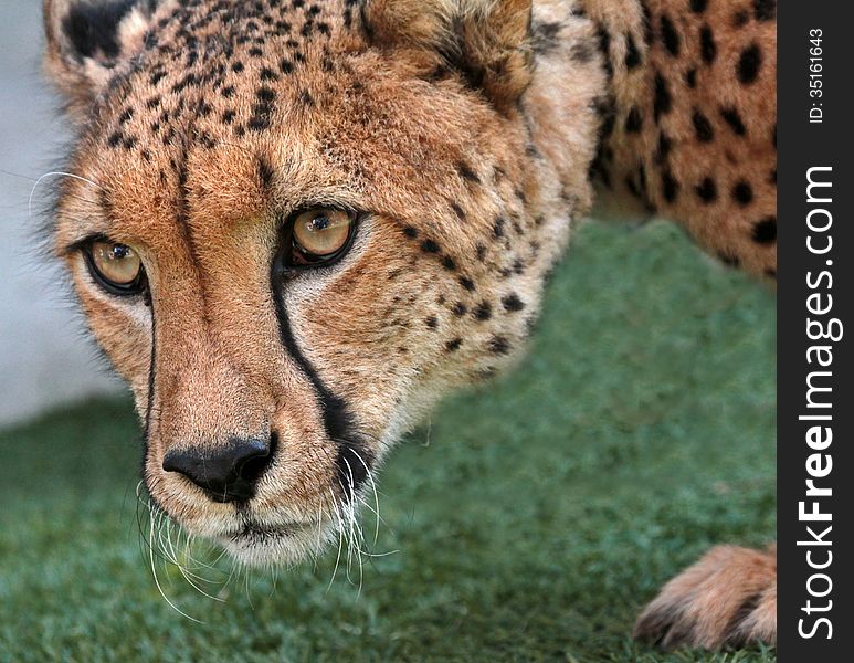 Close up face portrait of wild cheetah