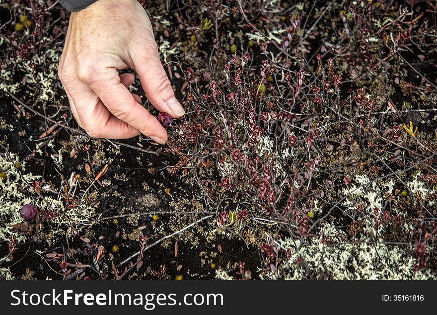 Hand picking wild cranberries in Prince Edward Island. Hand picking wild cranberries in Prince Edward Island