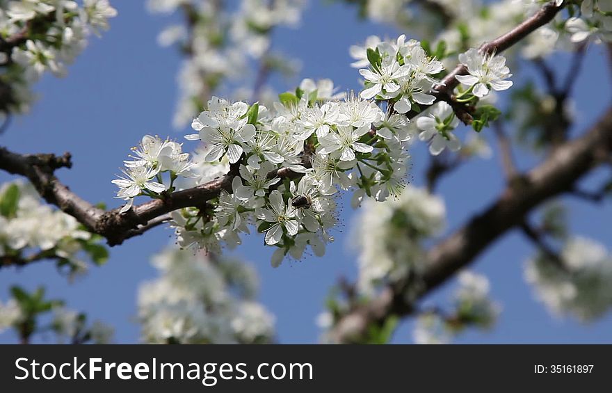 Plum tree in the spring with honeybee. Plum tree in the spring with honeybee