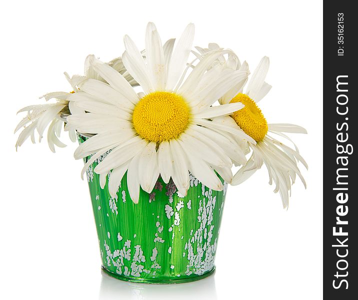 Bouquet of camomiles in the children's bucket, isolated on white. Bouquet of camomiles in the children's bucket, isolated on white