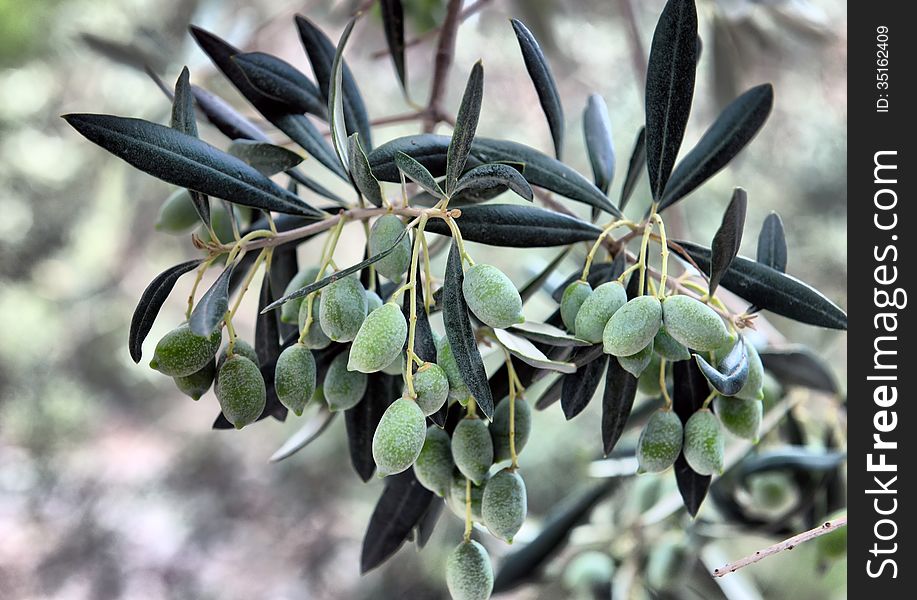 Green Olives on the tree