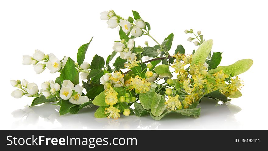 Blossoming branches of a jasmine and the linden isolated on white