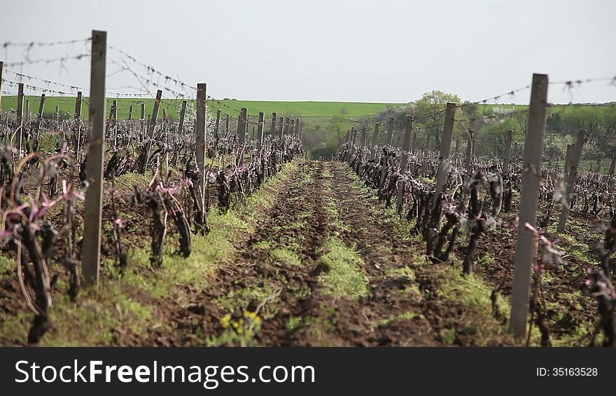 Young vineyards on the wind, spring