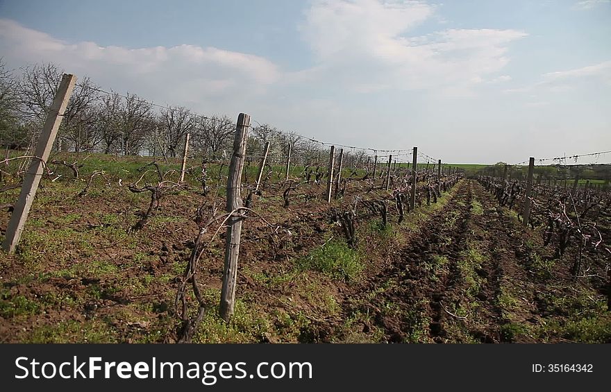 Pan shot of young vineyards in the spring