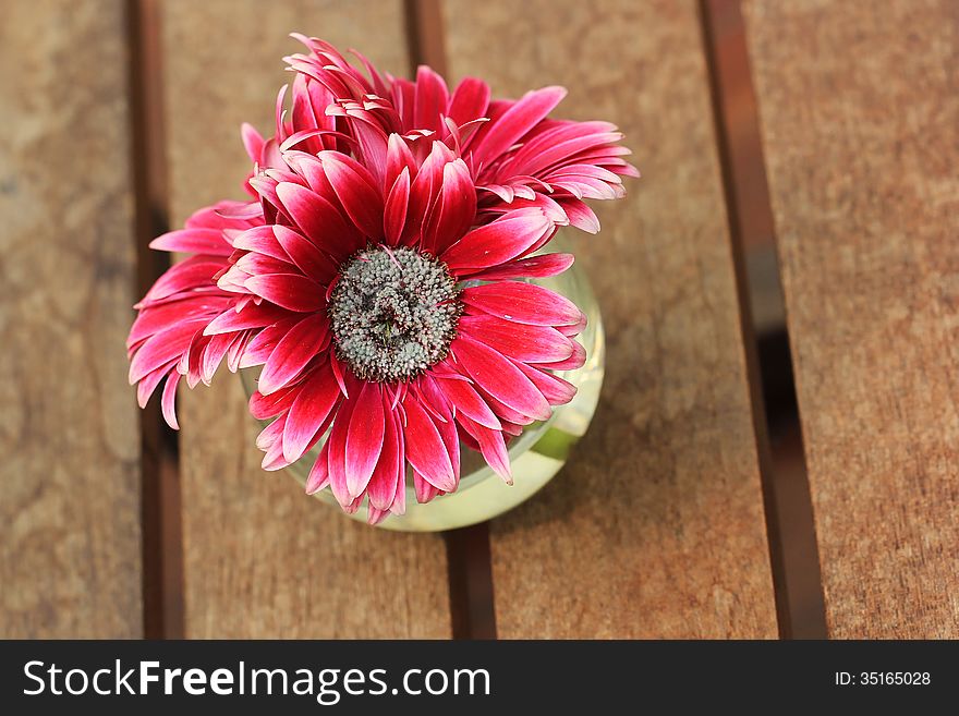 Beautiful Gerbera Or Barberton Daisy