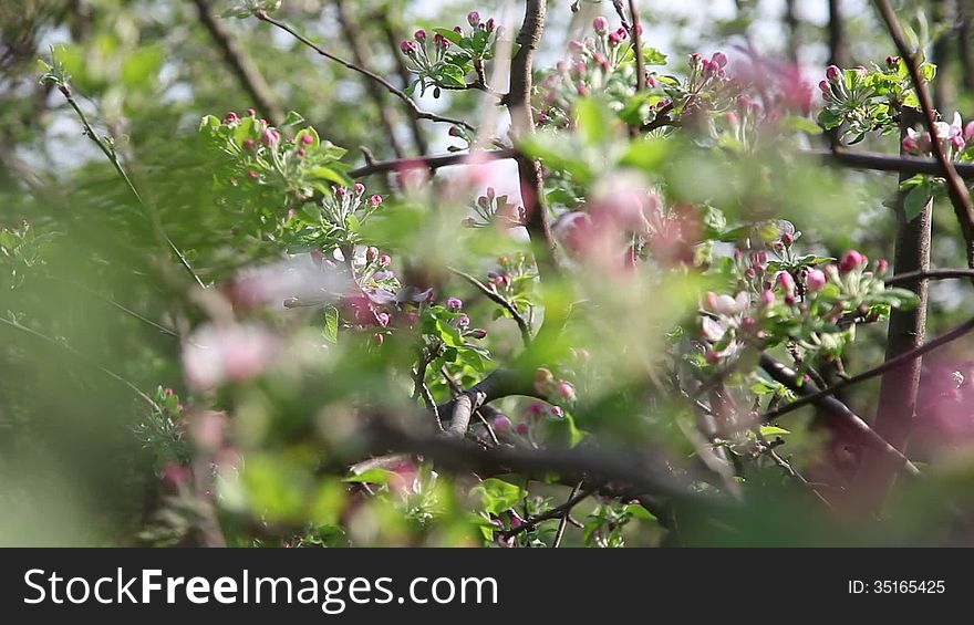 Apple tree in the spring