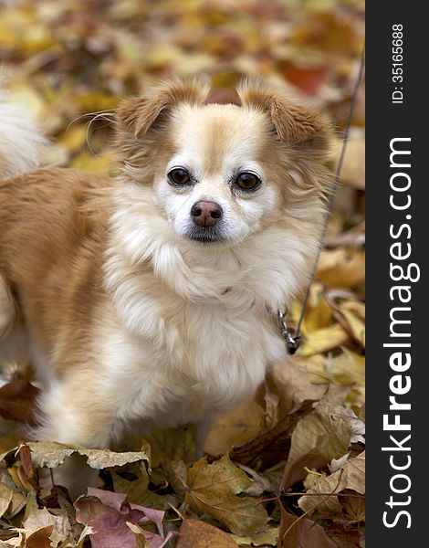 Tan and white long haired chihuahua. Tan and white long haired chihuahua
