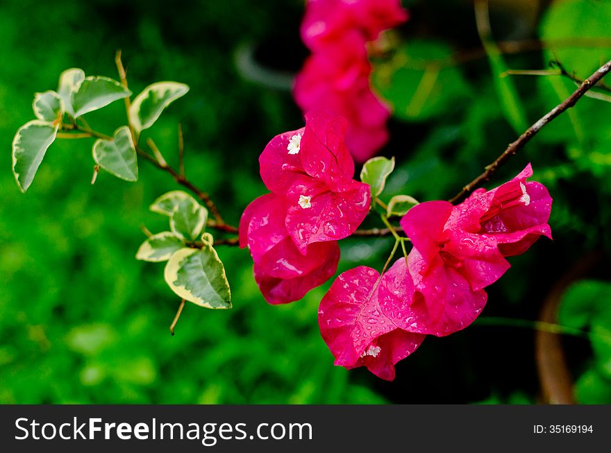 General pink bougainvillea flowers.