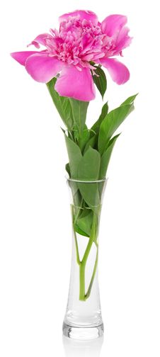 Pink Peony In The Elegant Vase Royalty Free Stock Photos Pink Peony In The Elegant Vase Royalty Free Stock Photos