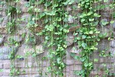 Green Ivy On Stone Wall Royalty Free Stock Photo Green Ivy On Stone Wall Royalty Free Stock Photo