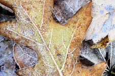 Frozen Leaves Stock Images Frozen Leaves Stock Images
