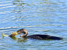 Cormorant With Fish Stock Image Cormorant With Fish Stock Image