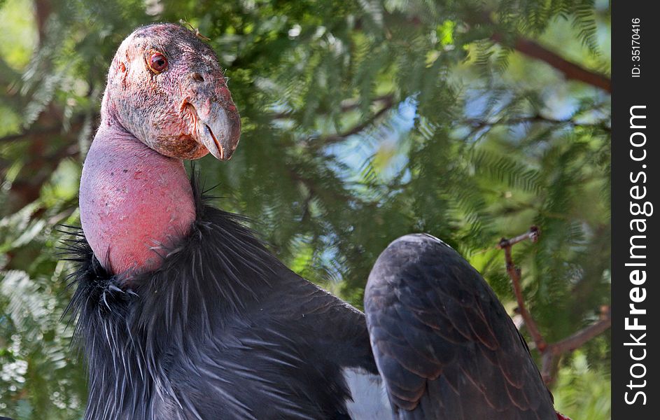 Close Up Detail Of Great California Condor Perched In Tree