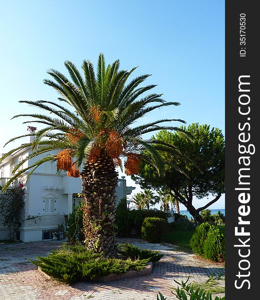 A palm tree in front of a house, Hanioti, Greece. A palm tree in front of a house, Hanioti, Greece