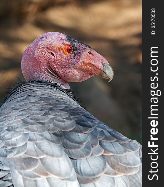 Close Up Detail Of California Condor In Profile