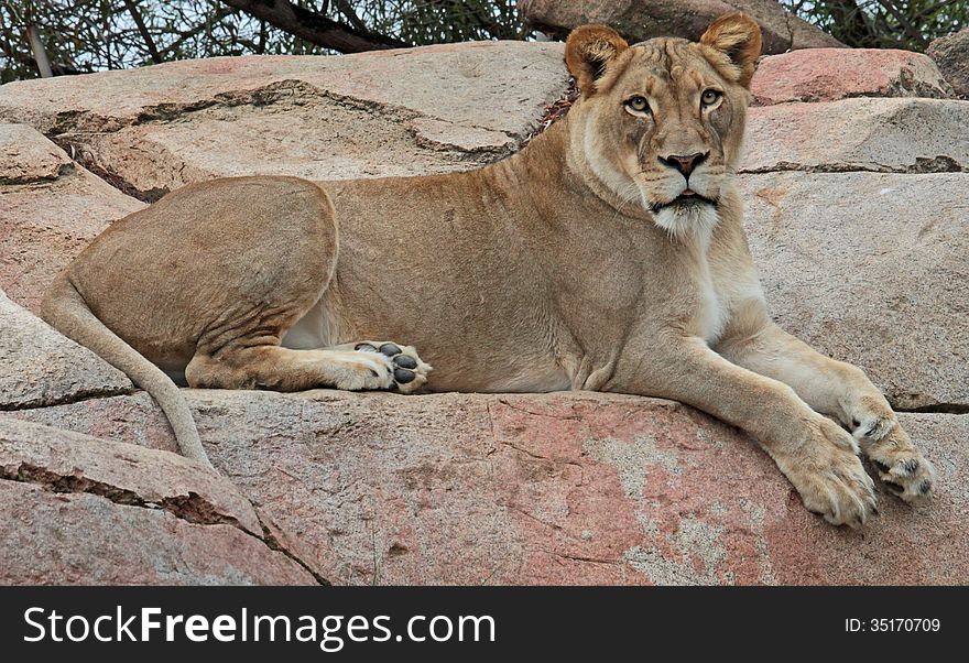 Female Lion Sitting On Rocky Ledge. Female Lion Sitting On Rocky Ledge