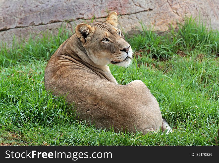 Female Lion Laying On Green Grass. Female Lion Laying On Green Grass