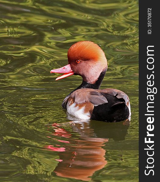 Cute Red Crested Pouchard Duck Swimming In Green Water With Open Mputh