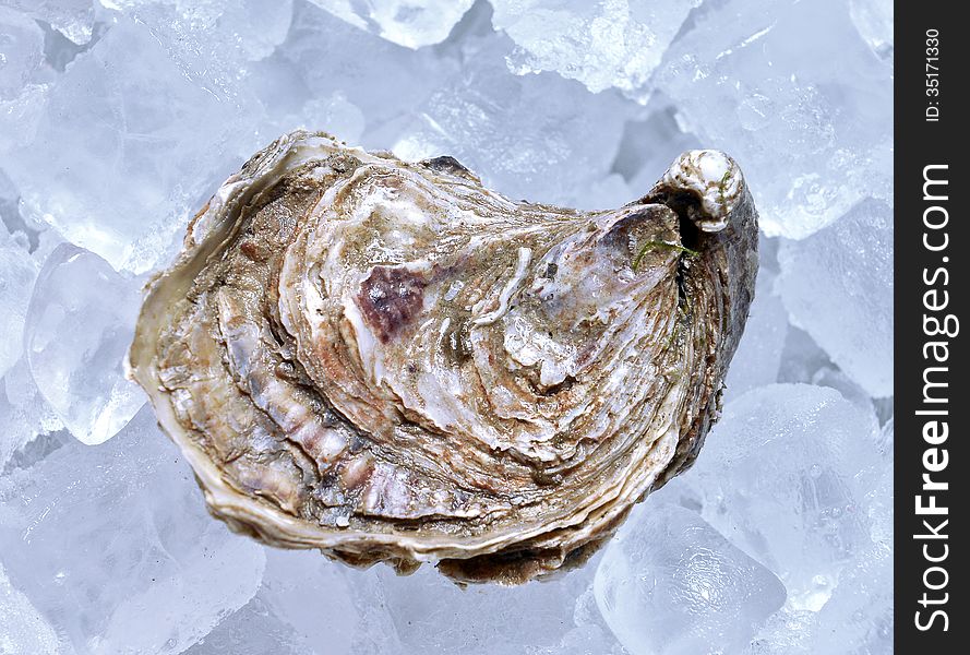 Closed Oyster On Ice