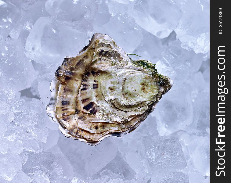 Closed oyster on ice in restoraunt