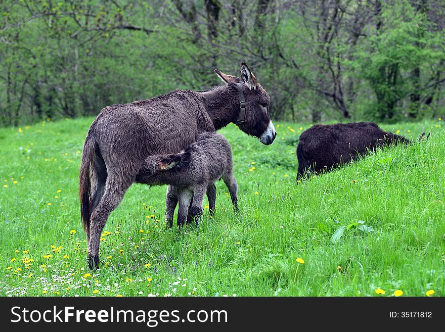 Little donkey sucking milk from mother