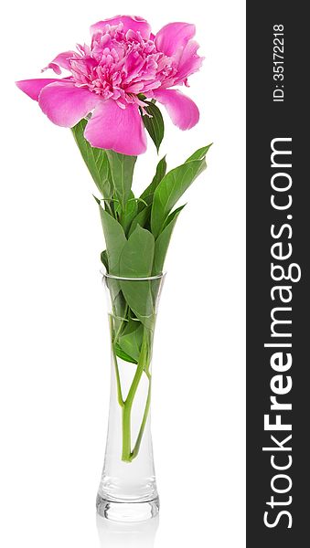 Pink peony in the elegant vase, isolated on the white