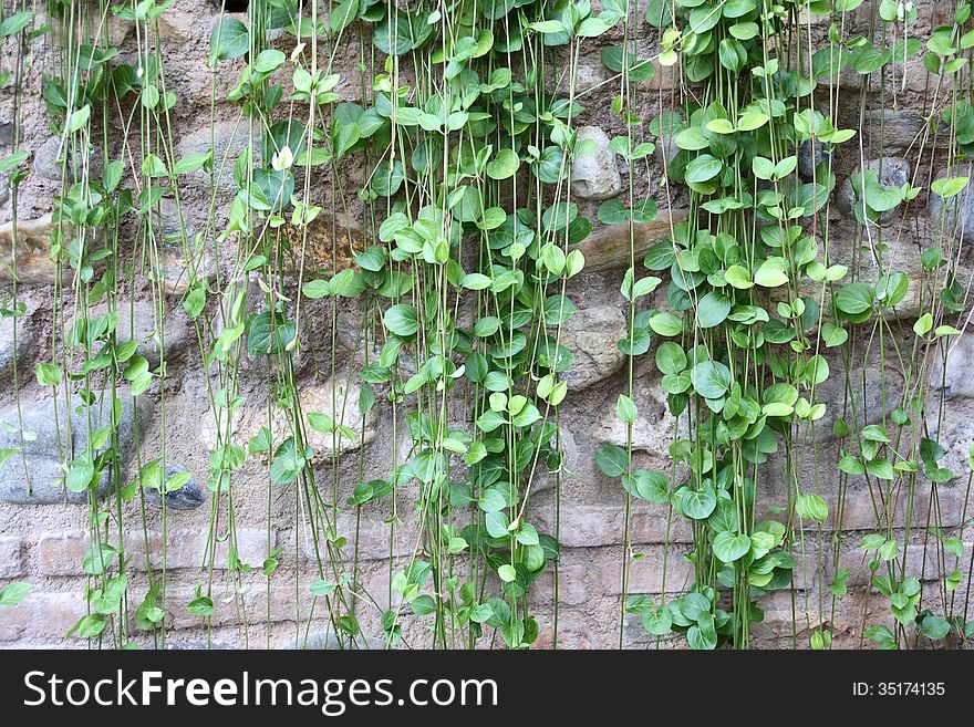 Green Ivy On Stone Wall