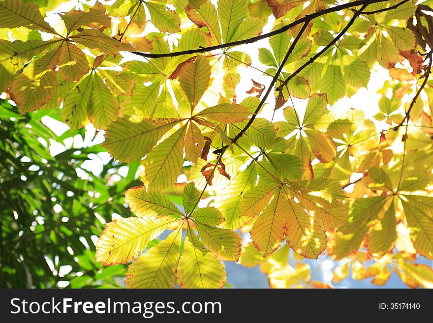 Nice background with yellow autumn leaves against trees
