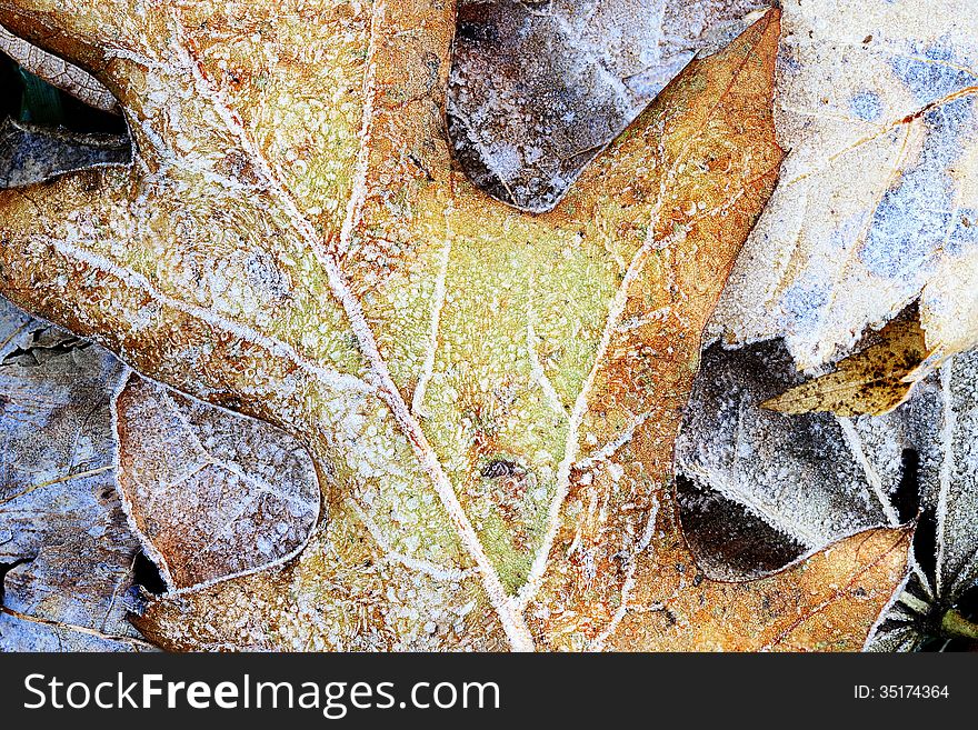 Abstract macro of a frozen leaf. Abstract macro of a frozen leaf.