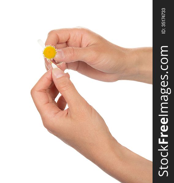 The female hands which are tearing off petals at a camomile, isolated on white. The female hands which are tearing off petals at a camomile, isolated on white