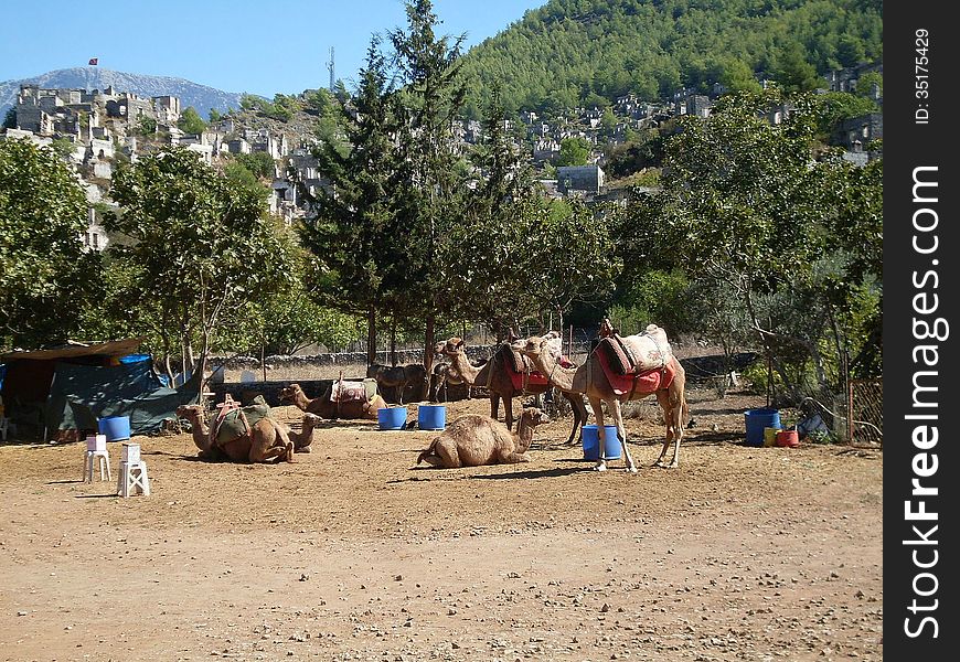 Camels in Kayakoy village. Fethiye, Turkey. Camels in Kayakoy village. Fethiye, Turkey.