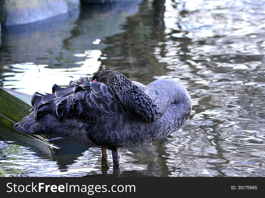 Black swan resting in the water