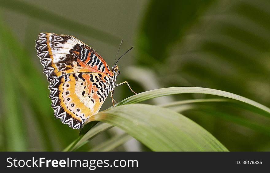 A multicolored butterfly lands on a plant and warms itself in the sun. A multicolored butterfly lands on a plant and warms itself in the sun.