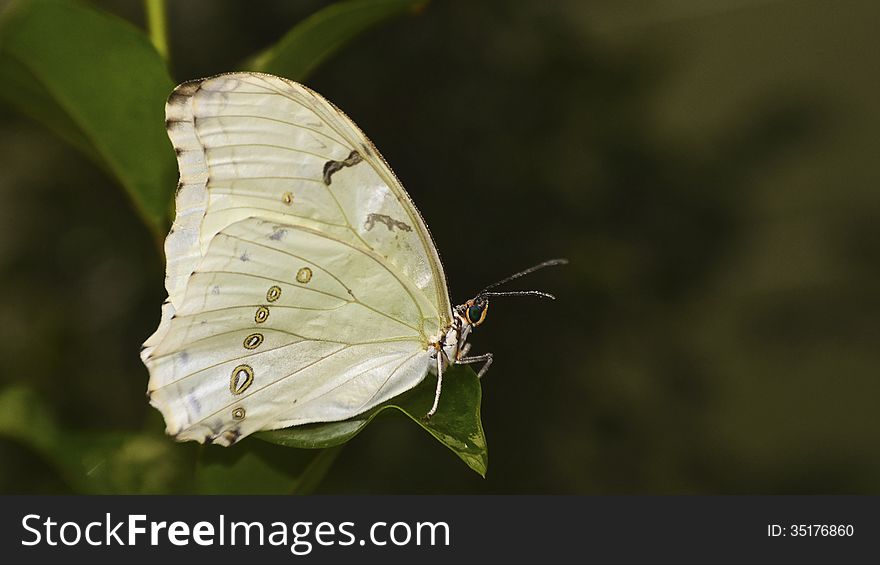 Butterfly On A Leaf