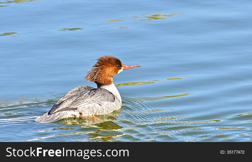 A lone common merganser on a lake.